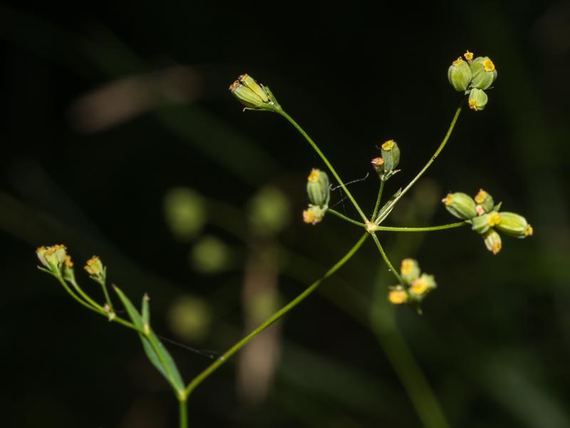 Bupleurum falcatum / Bupleuro falcato